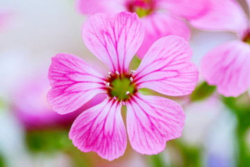 Obraz premium Rosa Blüte