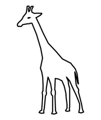 African animal icon. giraffe design. vector graphic
