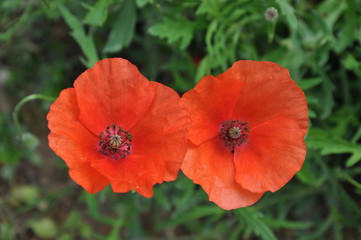 Fototapeta premium Süd-Toskana bei Pienza