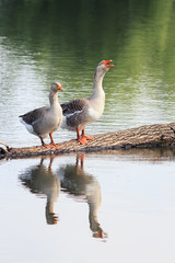 two geese stand on the tree in the pond and preen their feathers