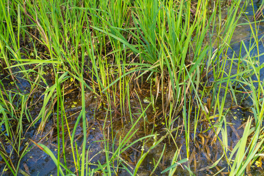 Frosch im Teich