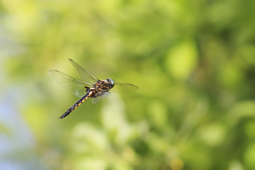 Fototapeta premium beautiful dragonfly with big eyes flying in the pond