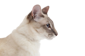 chat siamois blue point  © mariesacha