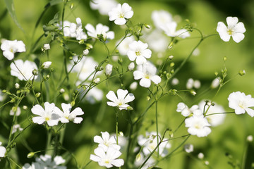 delicate small white flowers bloom on a green meadow
