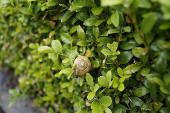 Schnecke im Buchsbaum 