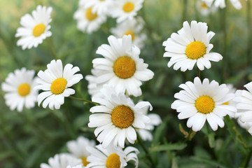 Obraz premium plurality of chamomile flowers/ background with daisies growing in the flowerbed 