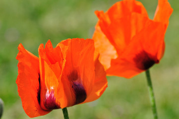 Mohn