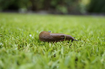 Nacktschnecke auf Rasen 
