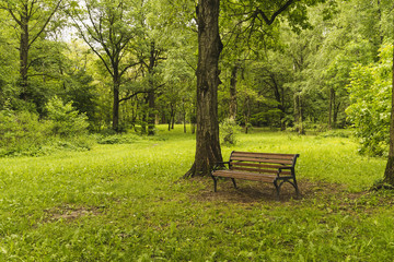 Bench in summer Park.