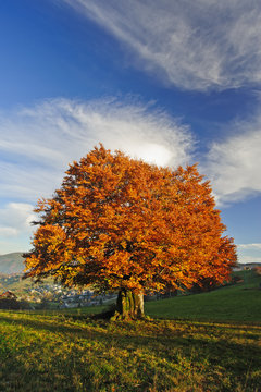 Herbstbaum Images – Browse 3,134 Stock Photos, Vectors, and Video ...