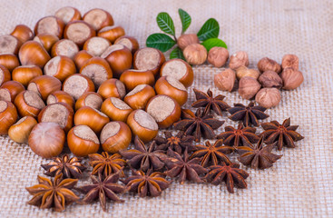 fresh hazelnuts photo illustration