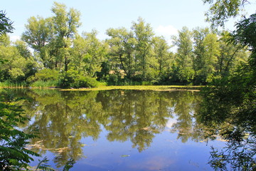 Fototapeta na wymiar Beautiful lake on summer 