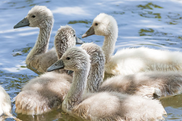 Swan cygnet