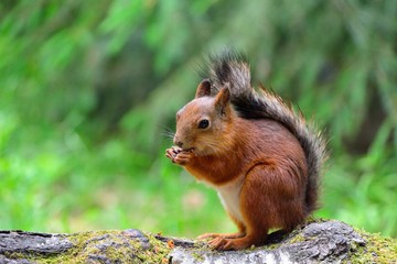 Naklejka na ściany i meble Cute squirrel eating a nut