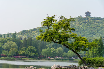 Tree leaning over the water. The big tree in the forest by the water in the openspace. Unusual tree near the water. Tree over the water and stones on a background of mountain with forest
