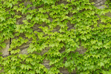 Wall of green foilage on a castle's external