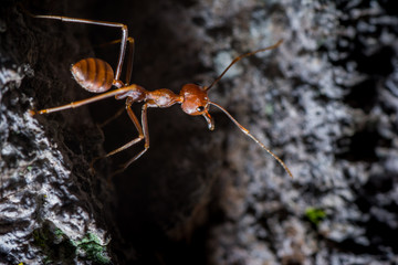 Detailed photo of an ant under the ground. Brown Ant macro photo. Brown ant with cherries and...