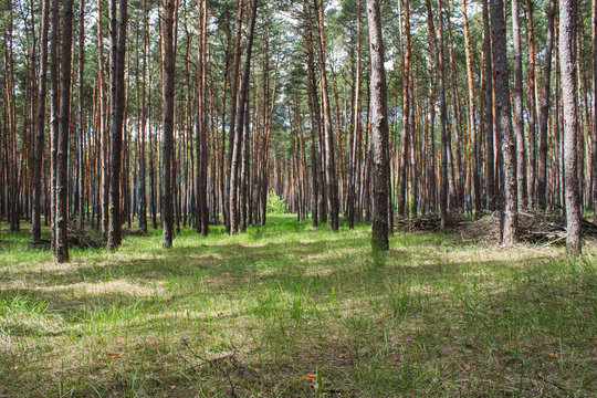 Fototapeta pine forest in central Ukraine
