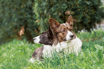 Two cute welsh corgi cardigan posing