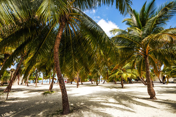 Fototapeta na wymiar Coconut Palm grove on the Maldivian beach