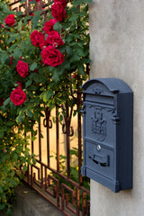 Climbing red rose. Mailbox.