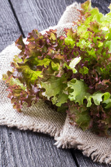 Fresh lettuce for a dietary food