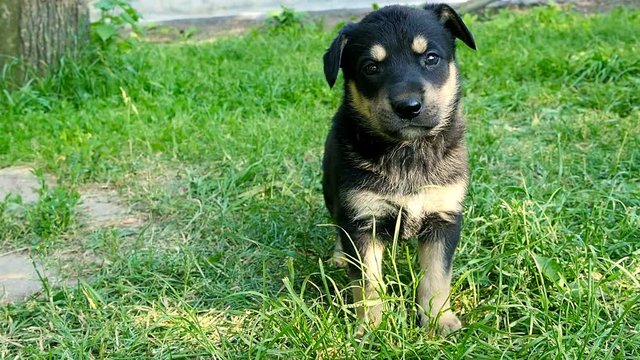 mongrel puppy on grass