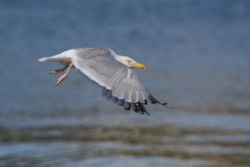 Herring Gull