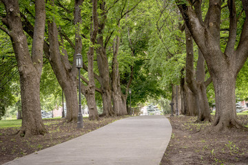 Obraz premium Sidewalk lined with trees in an Idaho park