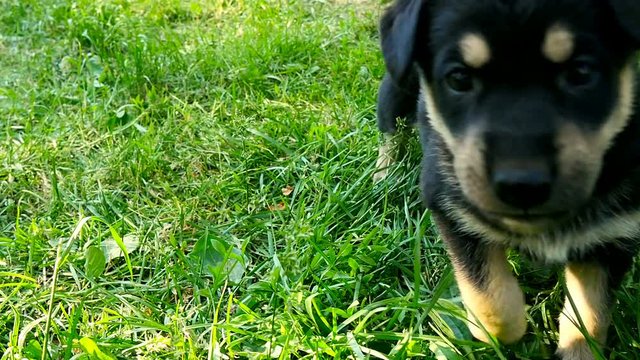 mongrel puppy on grass