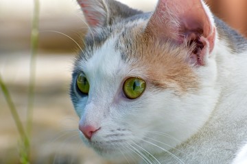 Beautiful white cat playing outdoors