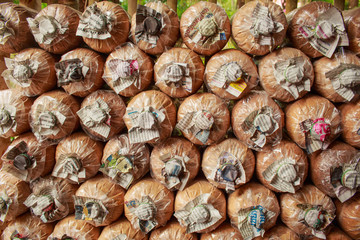 Lingzhi mushrooms  Loaf wait for growth up in mushroom farm in n
