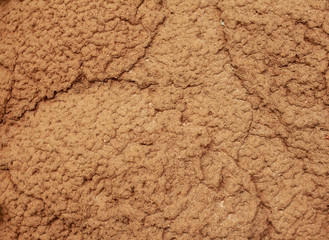 Termite nest