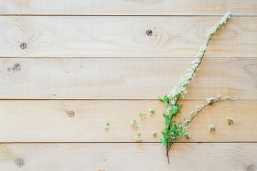 top view on wooden background blooming branch spirea