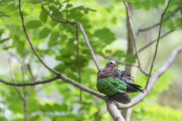 The Emerald Dove or Green Pigeon, Chalcophaps Indica, bird relax on the tree. Genus Chalcophaps Found in southeast Asia and Australasia.
