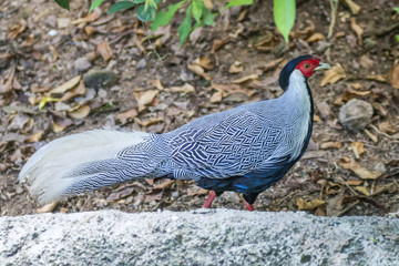 Beautiful Silver Pheasant (Lophura nycthemera) walking in the nature.