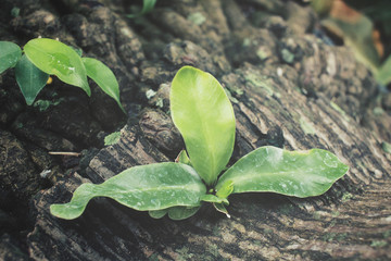 Fern leaves