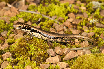 The Sand Lizard