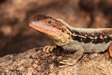 Ctenophorus mirrityana is an Australian species in the family Agamidae. It was first described in...