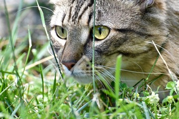 Obraz premium Handsome male cat playing outdoors
