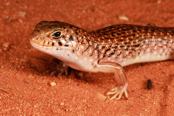 Liopholis inornata is a species of saurians of the family of Cophoscincopus.
