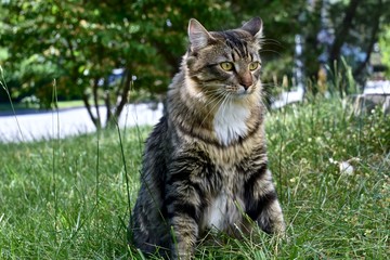 Naklejka na ściany i meble Handsome male cat playing outdoors