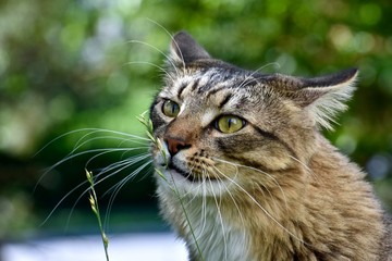 Handsome male cat playing outdoors