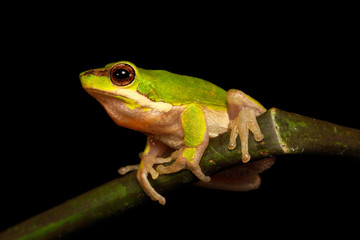 The eastern dwarf tree frog or eastern sedge-frog, is a small and very common tree frog found on the eastern coast of Australia, from around Cairns, Queensland, to around Ulladulla, New South Wales.