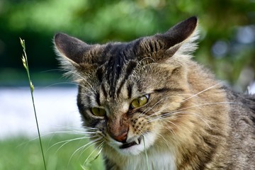 Fototapeta premium Handsome male cat playing outdoors