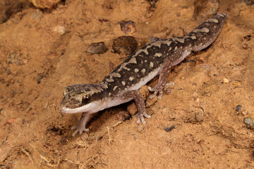 Diplodactylus vittatus, known as the wood gecko or eastern stone gecko is a small gecko found in New South Wales and Queensland. It usually eats insects around dusk.