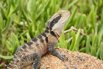The Australian water dragon, which includes the eastern water dragon and the Gippsland water dragon subspecies, is an arboreal agamid species native to eastern Australia from Victoria northwards.
