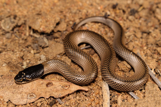 Suta suta is a venomous heavily built snake native to Australia, commonly referred to as the curl snake and also known more commonly in Western Australia as the myall snake.