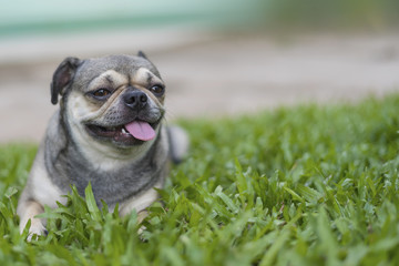 Pug puppy sitting on the grass and blurred background
