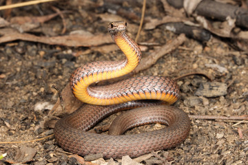 Drysdalia is a genus of snakes, commonly known as crowned snakes, belonging to the family Elapidae. The three species in this genus are venomous, but not considered deadly.